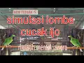 Simulasi lomba cucak ijo untuk melatih mental
