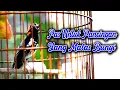 Download Lagu ANIS KEMBANG GACOR LANGSUNG MEMBUAT BUNYI ANIS KEMBANG YANG MENDENGAR #pancingananiskembang