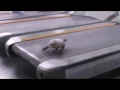Turtle Running 2 Running Fast