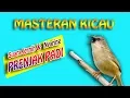 Download Lagu masteran suara burung prenjak padi - pari 1 jam jernih