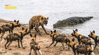 Wild Dogs Show Who Rules the African Savanna | The Dominant Battle || Animals 4K