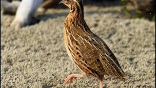 صوت الفري سمان في موسم الهجرة فصل الخريف دندنها