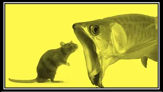 best top 5 arowana attacks top 5 arowana feeding with special creatures