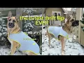 i turned a thrifted quilt into the cutest dog coat ever free pattern