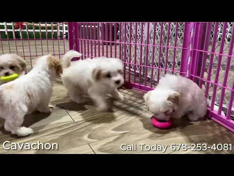 Download MP3 Available puppies for sale from Poodles, Cavachons, Yorkies to Cavapoochons, Frenchies and more