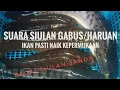 Download Lagu suara siulan ikan gabus/haruan toman