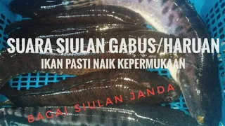 suara siulan ikan gabus haruan toman