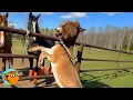 Download Lagu Kleine ezel denkt dat hij een paard is. Iedereen lacht! | Knuffelvriendjes