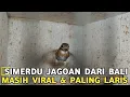Download Lagu DUNIA BURUNG - SIMERDU DAN SIPENARI ULUNG PALING LARIS HARGANYA YANG MURAH KICAUANYA MEWAH