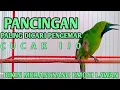 Download Lagu pancingan burung cucak ijo respon emosi ikut gacor