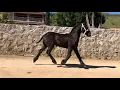 Caballos frisones venta de potros Frison caballos frisian