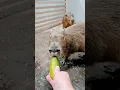 Download Lagu Capybaras eat cucumber.