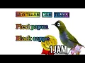 Download Lagu Masteran dan terapi pleci Papua black cappe