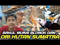 Lagu TERNYATA DISINI ! BAKUL MURAI SPESIALIS ORI HUTAN SUMATRA \u0026 BLOROK EXTREME DIKIOS PASAR PRAMUKA