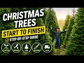 8 main tasks to start a Christmas tree farm all the way to harvest