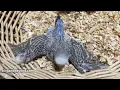 Budgie cute babies