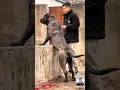 Download Lagu Monster Presa Canario – The Dog That Fears Nothing! 🐕🔥