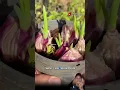 Download Lagu Cara praktis menanam bawang merah