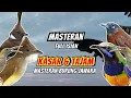 Download Lagu Masteran Full Isian Tembakan Kasar dan Tajam | Masteran Burung Juara