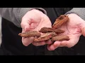 Richard Weber from Springhouse Gardens discusses different types of mulch