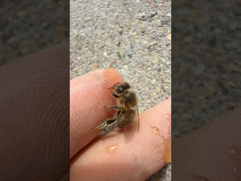 Alimenté a una ABEJA 🐝  #viral #tonifero