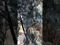 Gum Trees Equal Full Gutters