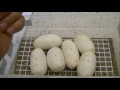 Ball Python Egg Candling Do s And Don ts