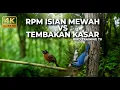 Lagu 🔴 Live Masteran Viral Mewah Rambatan Paruh Merah Isian Mewah vs Tepus Kepala Abu Gacor Kasar