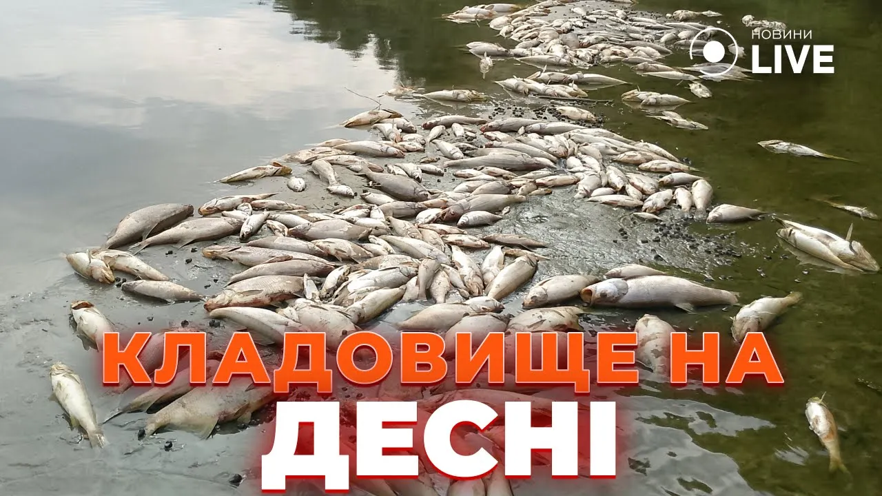 Тонны мертвой рыбы на Десне — эксклюзивные кадры Новини.LIVE