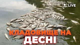 Тонны мертвой рыбы на Десне — эксклюзивные кадры Новини.LIVE - 285x160