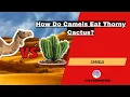 How Do Camels Eat Thorny Cactus