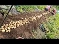 Download Lagu 시골의 정겨운 하루, 완두콩 따고 감자 캐고 도토리 묵밥 한 그릇 - Korean Rural Life