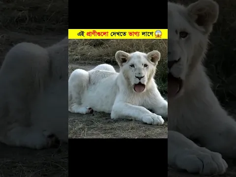 এই বিরল প্রাণী কোটিতে ১টি দেখা যায়। কারণ জানলে অবাক হবেন #shorts