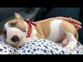 Lagu Cute PUPPIES Turn Into Little Comedians 😂 Funny Baby Animals Videos 2025