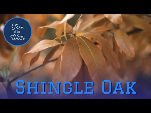 Tree of the Week: Shingle Oak