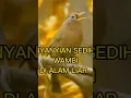 Download Lagu WAMBI LIAR GACOR, WAMBI BETINA LIAR GACOR#shorts