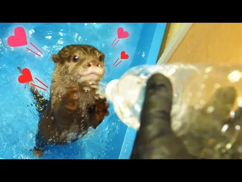 【カ ワ ウ ソ と DIY】 ビ ン ゴ と 遊 べ る ペ ッ ト ボ ト ル シ ャ ワ ー ー 作 っ て み た (【DIY】 Plastic bottle shower for otter bingo)