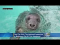 You Can Visit The National Aquarium In Baltimore For 1 This Weekend
