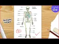 Skeletal System Diagram Drawing CBSE easy way draw Human anatomy - Step by step for beginners