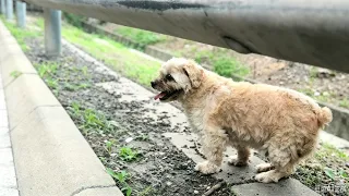 I Found an Old Dog by the Road… She Was in Much Worse Shape Than I Expected