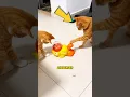 Download Lagu Turns Out Cats Plot Against Each Other