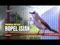 Lagu TRUCUKAN gacor TARUNG ROPEL PANJANG pancingan trucukan agar bunyi MASTERAN trucuk gacor EMOSI