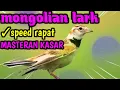 Download Lagu masteran kasar Mongolian lark || speed rapat ~ top kicau mastering murai batu