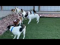 A BUNCH of Rat Terrier Pups Learn to Play Freely Togetherness After Having Been Rescued - Freedom