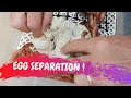 EGG SEPARATION - CrittaCam