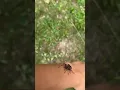 Cool spider in Minnesota