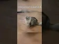 HOW MANY BONES CAT HAVE