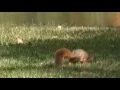 Squirrel Search