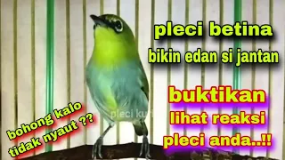 Download Suara Pleci Betina Memanggil Jantan Ter Ampuh Bikin Ed4n Langsung Gacor MP3