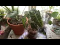 How to Use LECA (expanded clay pebbles) to repot your house plants